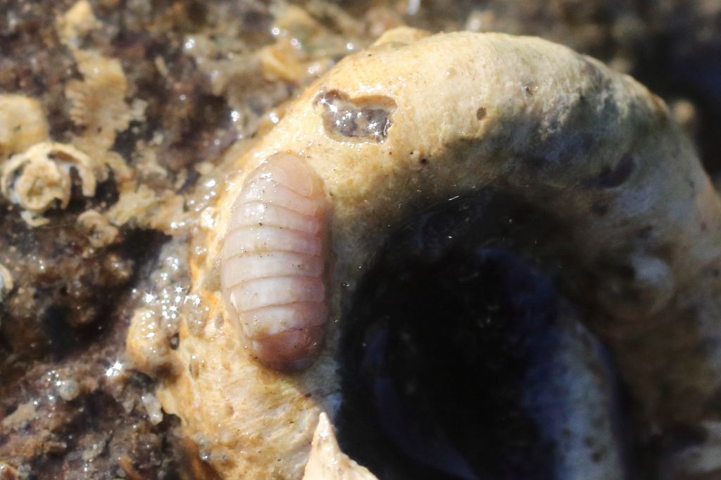 Leptochiton cascadiensis
