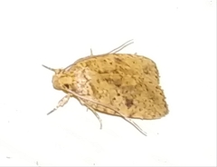 Agonopterix canadensis