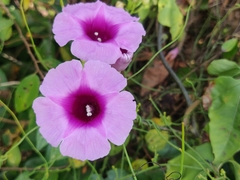 Ipomoea