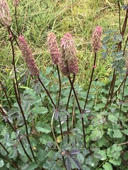 Sanguisorba stipulata