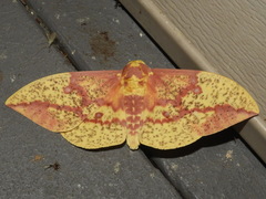 Eacles imperialis pini