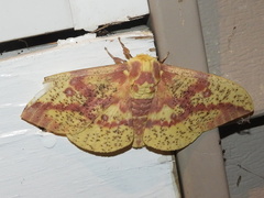 Eacles imperialis pini