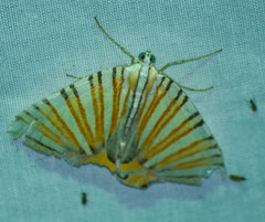 Pityeja histrionaria