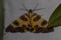 Pantherodes pardalaria