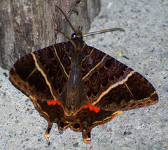 Coronidia canace