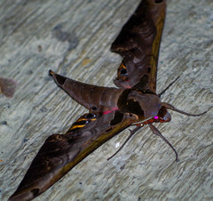 Adhemarius sexoculata
