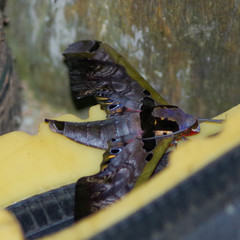 Adhemarius sexoculata