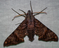 Nyceryx hyposticta