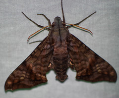 Nyceryx hyposticta
