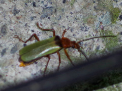 Chauliognathus brunneomaculatus
