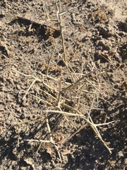 Psorothamnus polydenius