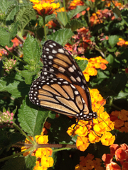 Danaus plexippus