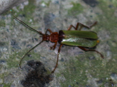Chauliognathus brunneomaculatus
