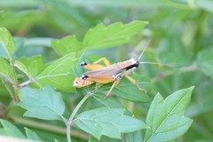 Paroxya atlantica
