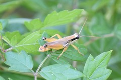 Paroxya atlantica