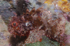 Scorpaena jacksoniensis