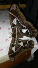 Rothschildia cinctus
