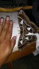 Rothschildia cinctus