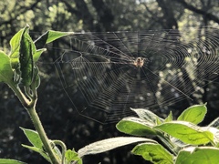 Neoscona orizabensis