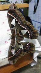 Rothschildia cinctus