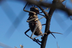 Acanthoplus discoidalis