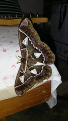 Rothschildia cinctus