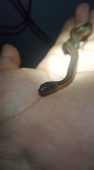 Thamnophis melanogaster
