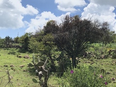 Vachellia schaffneri