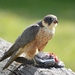 Falco longipennis - Photo (c) Stephen Downes,  זכויות יוצרים חלקיות (CC BY-NC), הועלה על ידי Stephen Downes