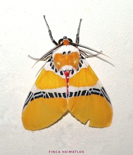 Idalus albitornus