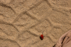 Dasymutilla flammifera