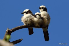 Eurocephalus ruppelli