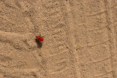 Dasymutilla flammifera