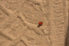 Dasymutilla flammifera