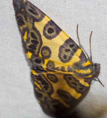 Pantherodes pardalaria