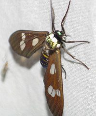 Phaio acquiguttata