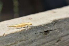 Oecanthus turanicus