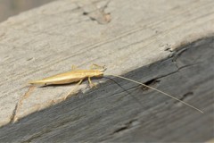 Oecanthus turanicus