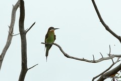 Merops superciliosus