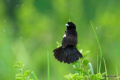 Euplectes albonotatus