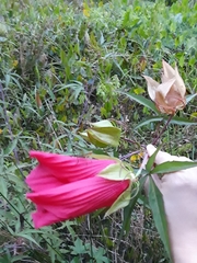 Hibiscus coccineus