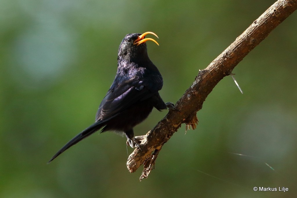 Abyssinian Scimitarbill photo
