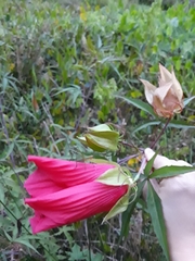 Hibiscus coccineus