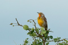 Macronyx aurantiigula