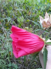 Hibiscus coccineus