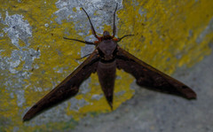 Adhemarius sexoculata