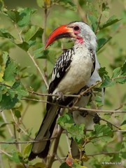 Tockus erythrorhynchus