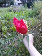 Hibiscus coccineus