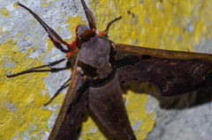 Adhemarius sexoculata