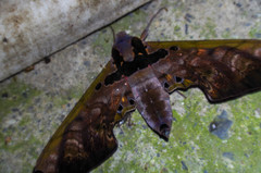 Adhemarius sexoculata